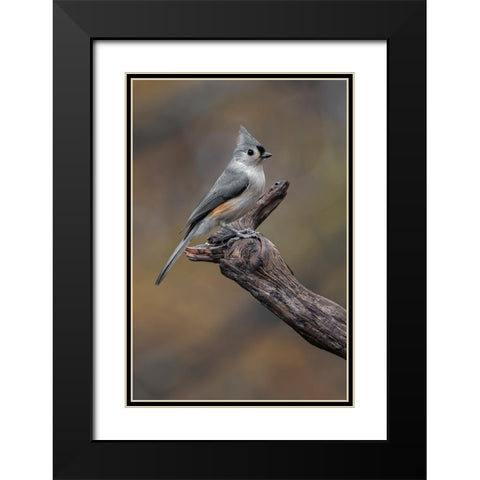 Tufted titmouse-Kentucky Black Modern Wood Framed Art Print with Double Matting by Jones, Adam