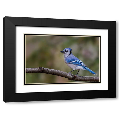 Blue jay in autumn-Kentucky Black Modern Wood Framed Art Print with Double Matting by Jones, Adam