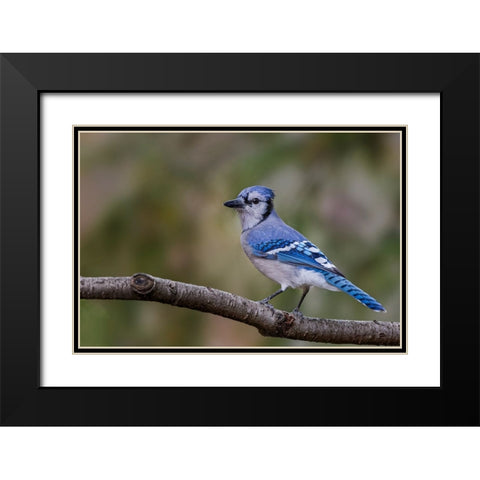 Blue jay in autumn-Kentucky Black Modern Wood Framed Art Print with Double Matting by Jones, Adam