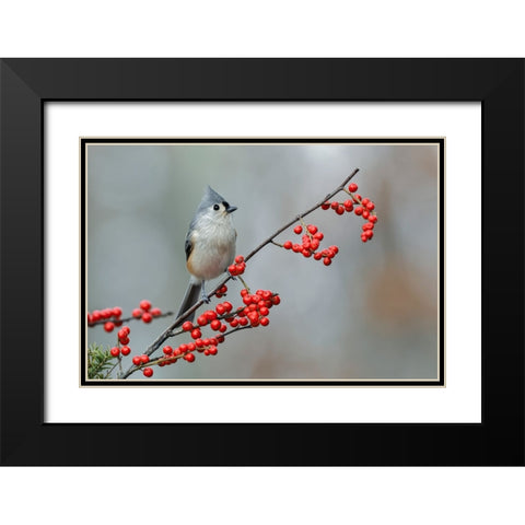 Tufted titmouse and red berries-Kentucky Black Modern Wood Framed Art Print with Double Matting by Jones, Adam