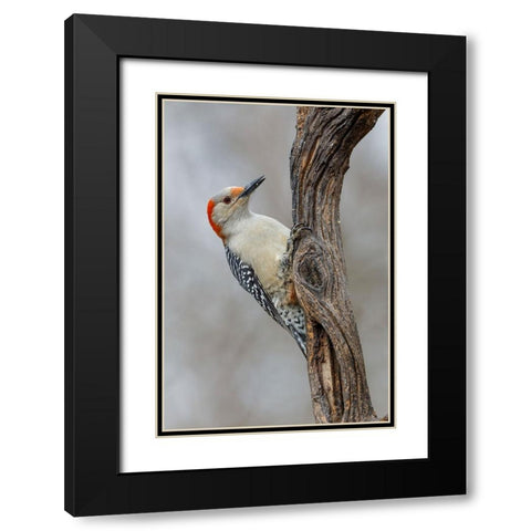 Female Red-bellied woodpecker and red berries-Kentucky Black Modern Wood Framed Art Print with Double Matting by Jones, Adam
