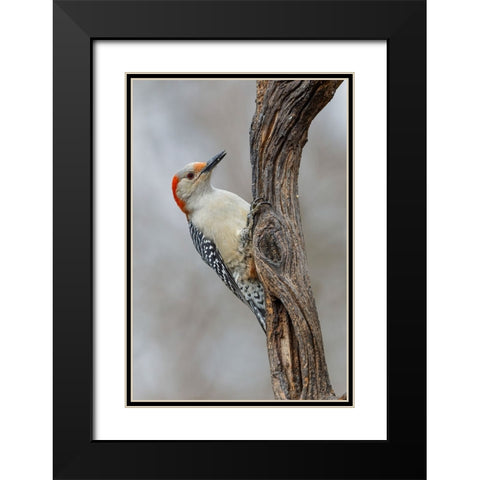 Female Red-bellied woodpecker and red berries-Kentucky Black Modern Wood Framed Art Print with Double Matting by Jones, Adam