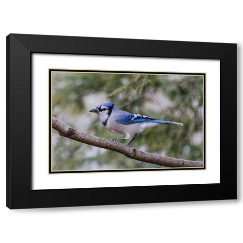 Blue jay in winter-Kentucky Black Modern Wood Framed Art Print with Double Matting by Jones, Adam