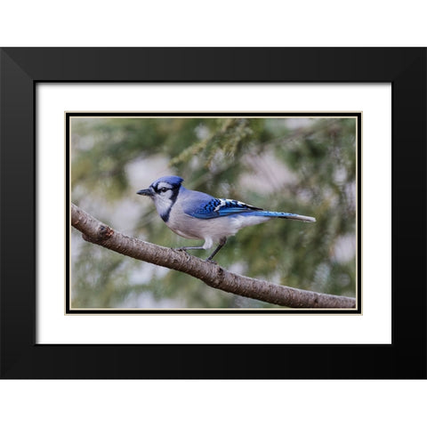 Blue jay in winter-Kentucky Black Modern Wood Framed Art Print with Double Matting by Jones, Adam