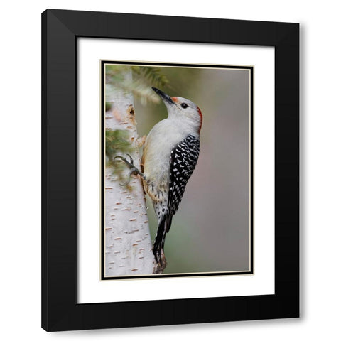 Female Red-bellied woodpecker-Melanerpes carolinus and red berries-Kentucky Black Modern Wood Framed Art Print with Double Matting by Jones, Adam