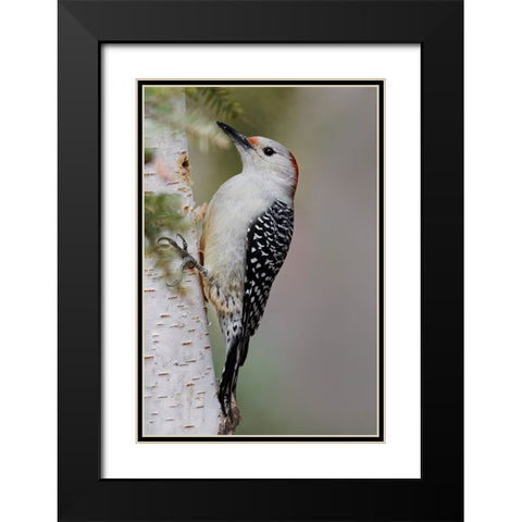 Female Red-bellied woodpecker-Melanerpes carolinus and red berries-Kentucky Black Modern Wood Framed Art Print with Double Matting by Jones, Adam