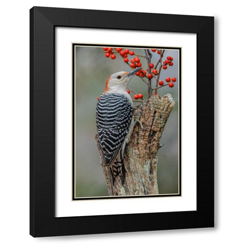 Female Red-bellied woodpecker and red berries-Kentucky Black Modern Wood Framed Art Print with Double Matting by Jones, Adam