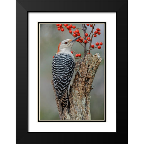 Female Red-bellied woodpecker and red berries-Kentucky Black Modern Wood Framed Art Print with Double Matting by Jones, Adam