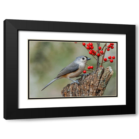 Tufted titmouse and red berries-Kentucky Black Modern Wood Framed Art Print with Double Matting by Jones, Adam
