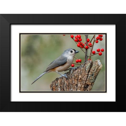 Tufted titmouse and red berries-Kentucky Black Modern Wood Framed Art Print with Double Matting by Jones, Adam