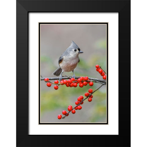 Tufted titmouse and red berries-Kentucky Black Modern Wood Framed Art Print with Double Matting by Jones, Adam
