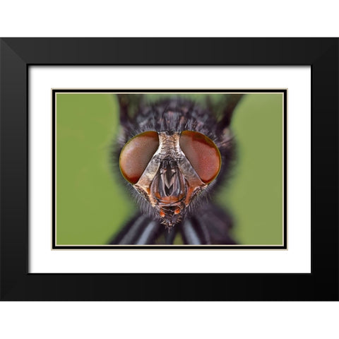 Extreme close-up of house fly head and face-Kentucky Black Modern Wood Framed Art Print with Double Matting by Jones, Adam
