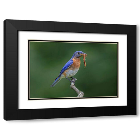 Male Eastern bluebird with centipede-Kentucky Black Modern Wood Framed Art Print with Double Matting by Jones, Adam