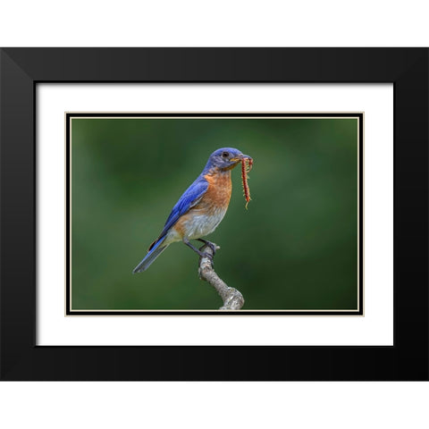 Male Eastern bluebird with centipede-Kentucky Black Modern Wood Framed Art Print with Double Matting by Jones, Adam