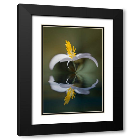 Bloodroot flower and reflection The Parklands-Louisville-Kentucky Black Modern Wood Framed Art Print with Double Matting by Jones, Adam