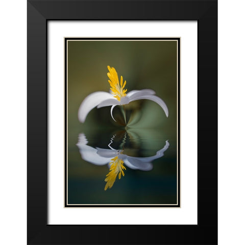 Bloodroot flower and reflection The Parklands-Louisville-Kentucky Black Modern Wood Framed Art Print with Double Matting by Jones, Adam