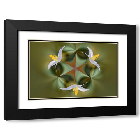 Bloodroot flower The Parklands-Louisville-Kentucky Black Modern Wood Framed Art Print with Double Matting by Jones, Adam
