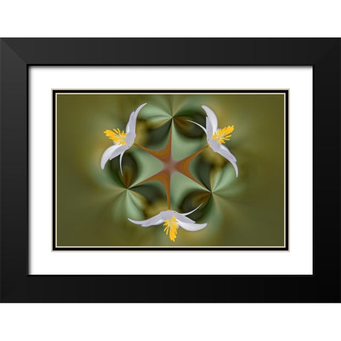 Bloodroot flower The Parklands-Louisville-Kentucky Black Modern Wood Framed Art Print with Double Matting by Jones, Adam