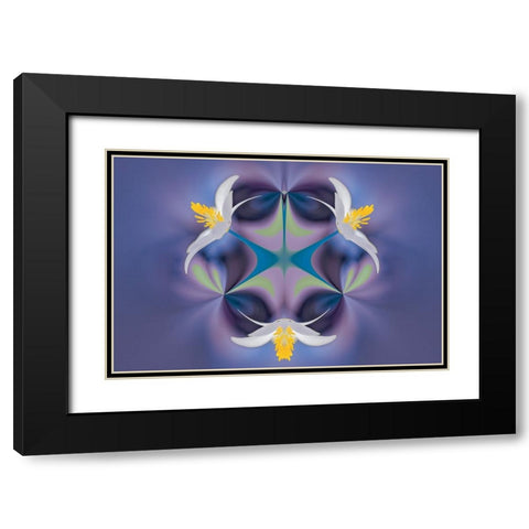 Bloodroot flower The Parklands-Louisville-Kentucky Black Modern Wood Framed Art Print with Double Matting by Jones, Adam