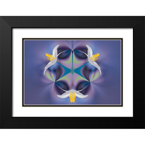 Bloodroot flower The Parklands-Louisville-Kentucky Black Modern Wood Framed Art Print with Double Matting by Jones, Adam