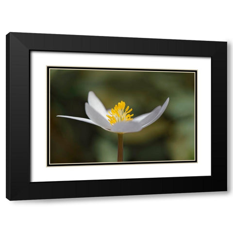 Bloodroot flower The Parklands-Louisville-Kentucky Black Modern Wood Framed Art Print with Double Matting by Jones, Adam