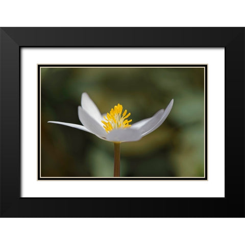 Bloodroot flower The Parklands-Louisville-Kentucky Black Modern Wood Framed Art Print with Double Matting by Jones, Adam