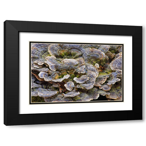 Turkey tail bracket fungi The Parklands-Louisville-Kentucky Black Modern Wood Framed Art Print with Double Matting by Jones, Adam