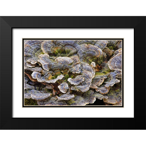 Turkey tail bracket fungi The Parklands-Louisville-Kentucky Black Modern Wood Framed Art Print with Double Matting by Jones, Adam