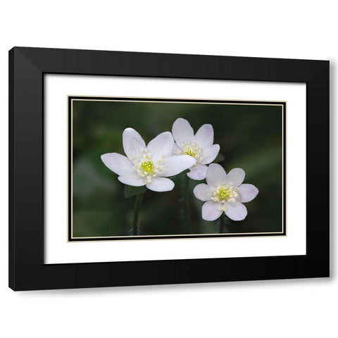 Trio of wood anemone flowers-The Parklands-Louisville-Kentucky Black Modern Wood Framed Art Print with Double Matting by Jones, Adam