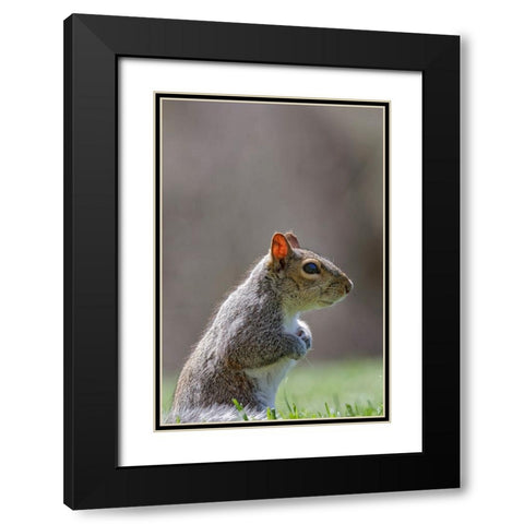 Eastern gray squirrel-Kentucky Black Modern Wood Framed Art Print with Double Matting by Jones, Adam
