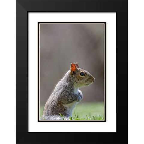 Eastern gray squirrel-Kentucky Black Modern Wood Framed Art Print with Double Matting by Jones, Adam