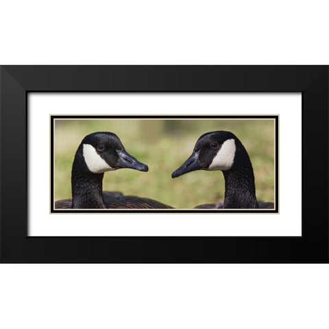 Canada geese-Kentucky Black Modern Wood Framed Art Print with Double Matting by Jones, Adam