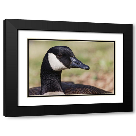 Canada goose-Kentucky Black Modern Wood Framed Art Print with Double Matting by Jones, Adam