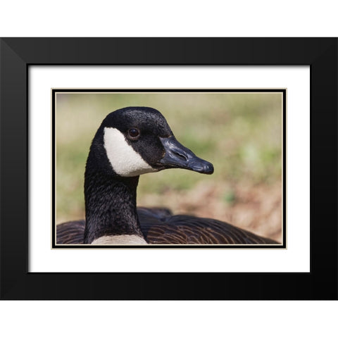 Canada goose-Kentucky Black Modern Wood Framed Art Print with Double Matting by Jones, Adam