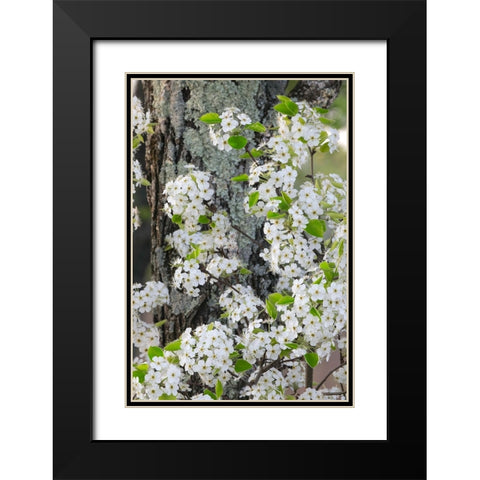 Crab apple blossoms in full bloom-Long Run Park-Kentucky Black Modern Wood Framed Art Print with Double Matting by Jones, Adam