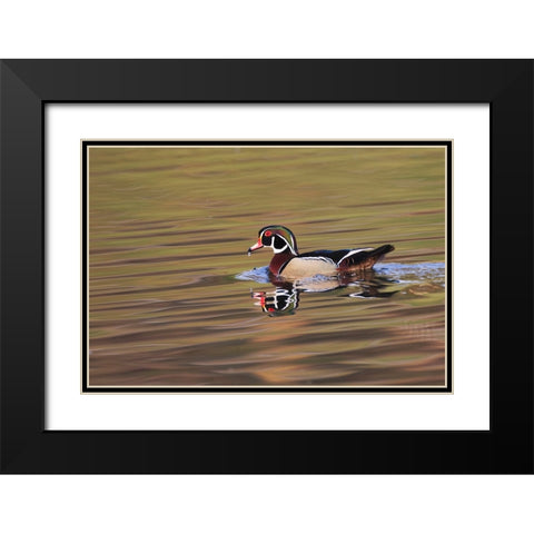 Wood duck drake-Kentucky Black Modern Wood Framed Art Print with Double Matting by Jones, Adam