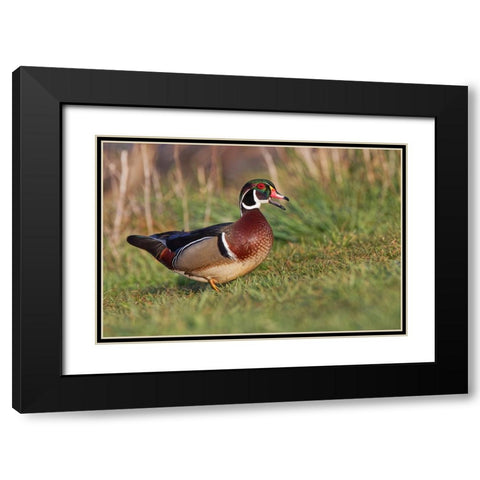 Wood duck drake-Kentucky Black Modern Wood Framed Art Print with Double Matting by Jones, Adam