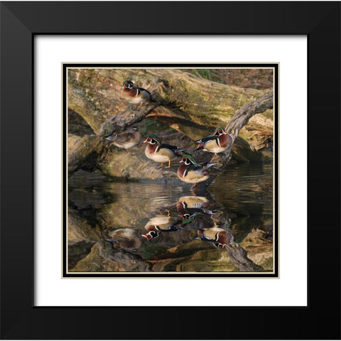 Male and female wood ducks-resting on fallen tree-Kentucky Black Modern Wood Framed Art Print with Double Matting by Jones, Adam