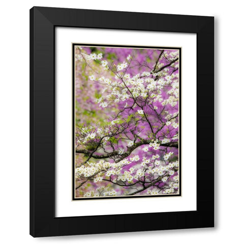 Flowering dogwood tree and distant Eastern redbud-Kentucky Black Modern Wood Framed Art Print with Double Matting by Jones, Adam