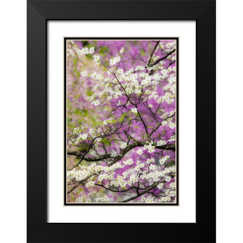 Flowering dogwood tree and distant Eastern redbud-Kentucky Black Modern Wood Framed Art Print with Double Matting by Jones, Adam