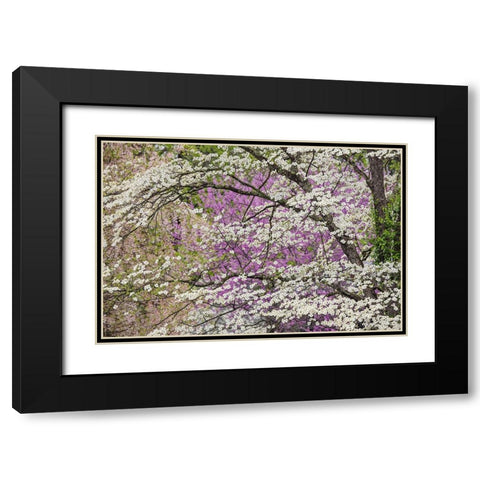 Flowering dogwood tree and distant Eastern redbud-Kentucky Black Modern Wood Framed Art Print with Double Matting by Jones, Adam
