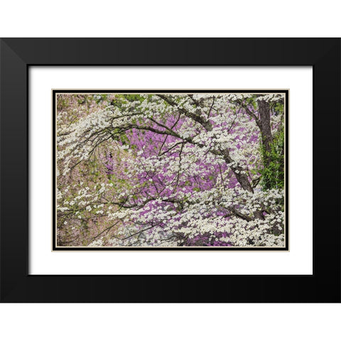 Flowering dogwood tree and distant Eastern redbud-Kentucky Black Modern Wood Framed Art Print with Double Matting by Jones, Adam