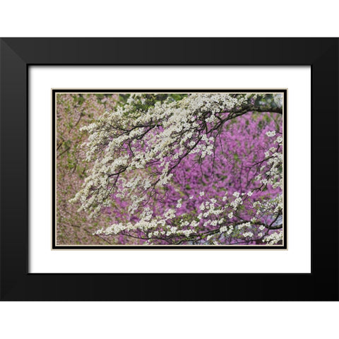 Flowering dogwood tree and distant Eastern redbud-Kentucky Black Modern Wood Framed Art Print with Double Matting by Jones, Adam