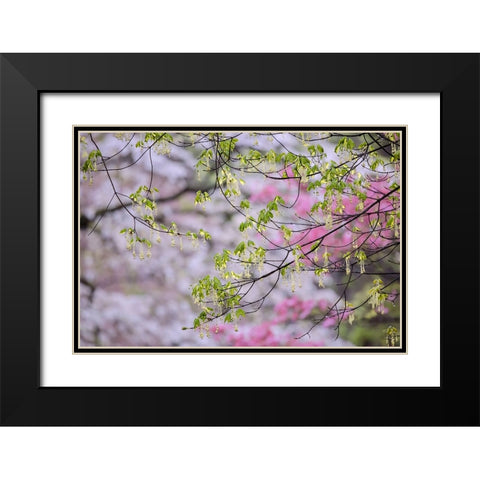 Red maple with whirlybird seeds-Kentucky Black Modern Wood Framed Art Print with Double Matting by Jones, Adam