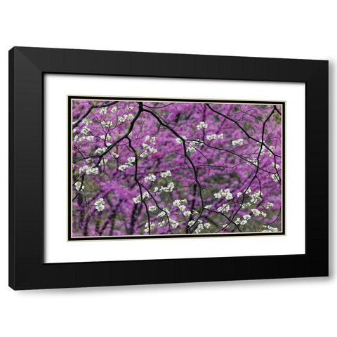 Flowering dogwood tree and distant Eastern redbud-Kentucky Black Modern Wood Framed Art Print with Double Matting by Jones, Adam