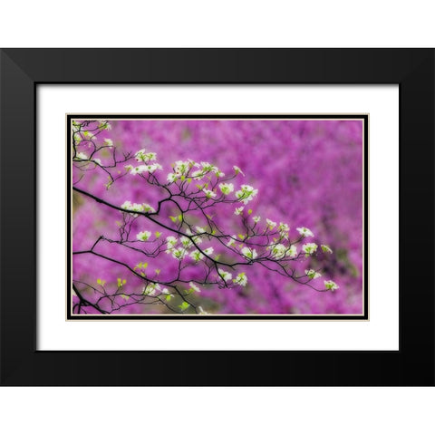 Soft focus view of flowering dogwood tree and distant Eastern redbud-Kentucky Black Modern Wood Framed Art Print with Double Matting by Jones, Adam