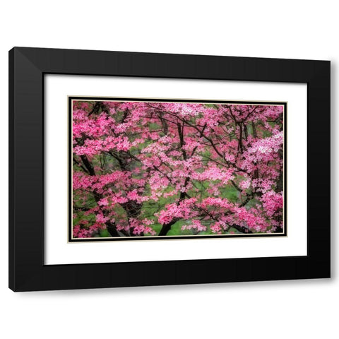 Soft focus view of large pink flowering dogwood tree in full bloom-Kentucky Black Modern Wood Framed Art Print with Double Matting by Jones, Adam