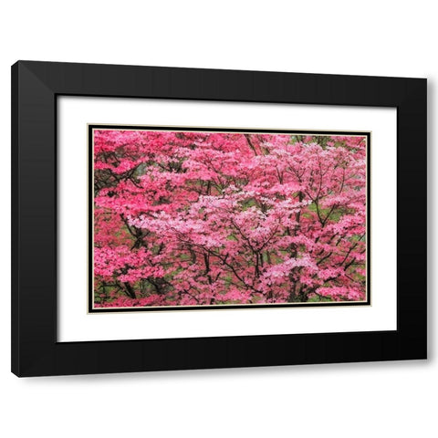 Soft focus view of large pink flowering dogwood tree in full bloom-Kentucky Black Modern Wood Framed Art Print with Double Matting by Jones, Adam