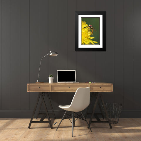 Hover fly on yellow dandelion flower-Kentucky Black Modern Wood Framed Art Print with Double Matting by Jones, Adam