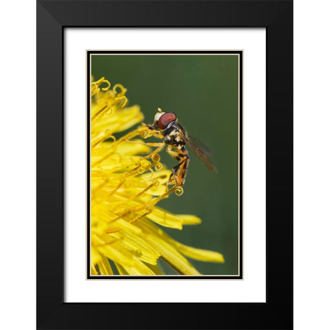 Hover fly on yellow dandelion flower-Kentucky Black Modern Wood Framed Art Print with Double Matting by Jones, Adam